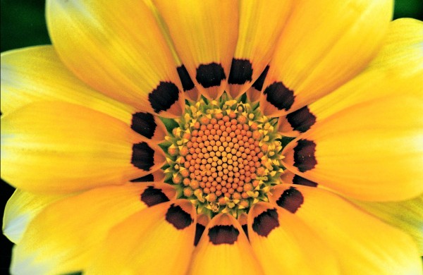 yellow-mandala1 yelowMandala