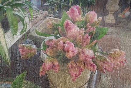 March 30 Pink Parrot Tulips, ltd edition digital collage archival inkjet print on museum grade, 100% cotton rag paper