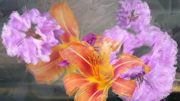 Orange Lily Purple Flower, digital collage