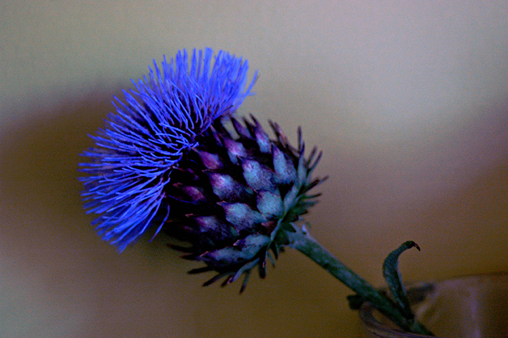 purple protea (2)